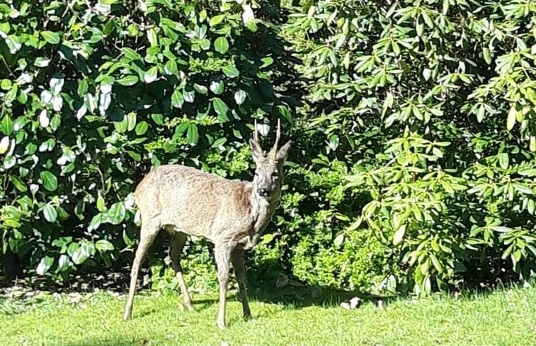 Natuurhuisje in Epe