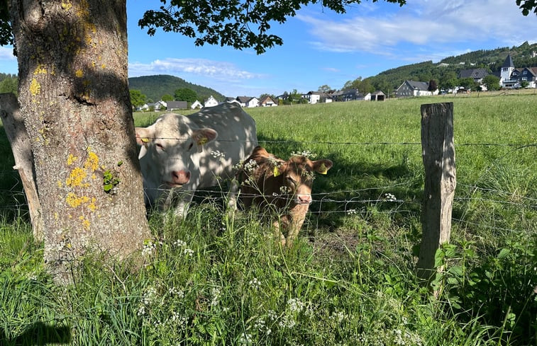 Natuurhuisje in Winterberg