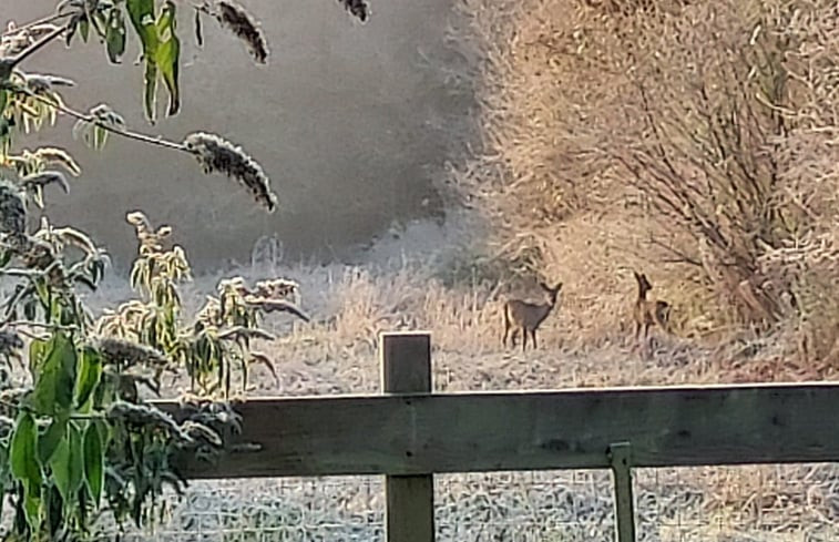 Natuurhuisje in Hollandscheveld