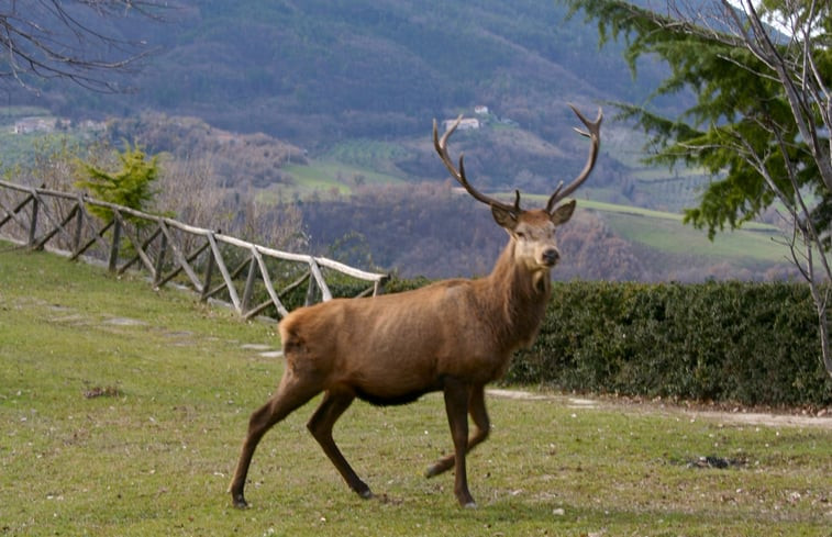 Natuurhuisje in Assisi