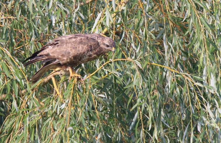 Natuurhuisje in Sint-Oedenrode