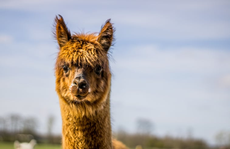 Natuurhuisje in Markelo