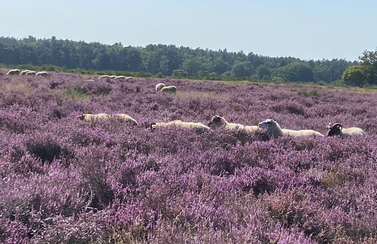 Natuurhuisje in Putten