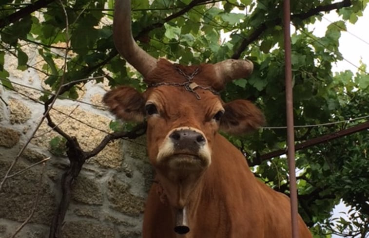 Natuurhuisje in Prado Sao Miquel