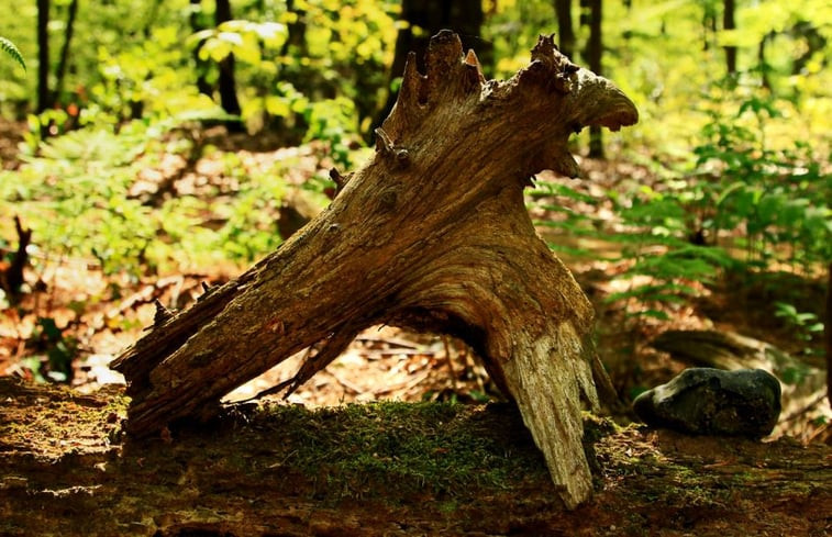 Natuurhuisje in Papenvoort