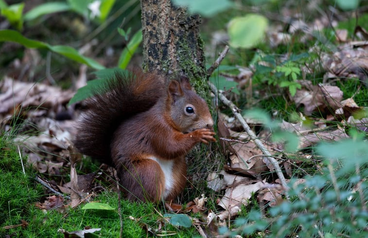 Natuurhuisje in Nunspeet