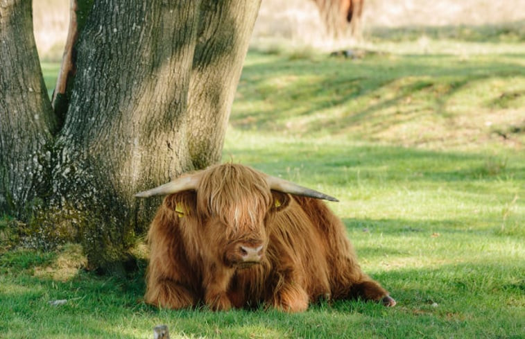 Natuurhuisje in Ruinerwold