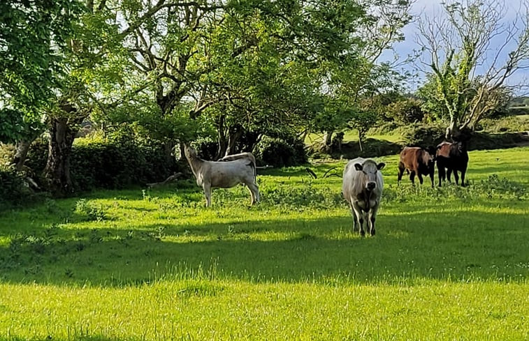 Natuurhuisje in Easkey