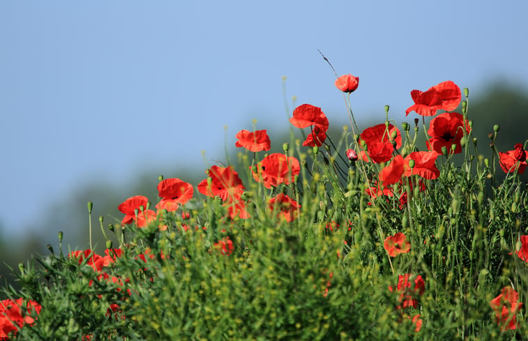 Natuurhuisje in Groessen