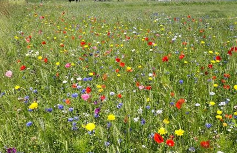 Natuurhuisje in Hallum (Bartlehiem)