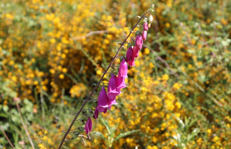 Natuurhuisje in Amoreiras-Gare