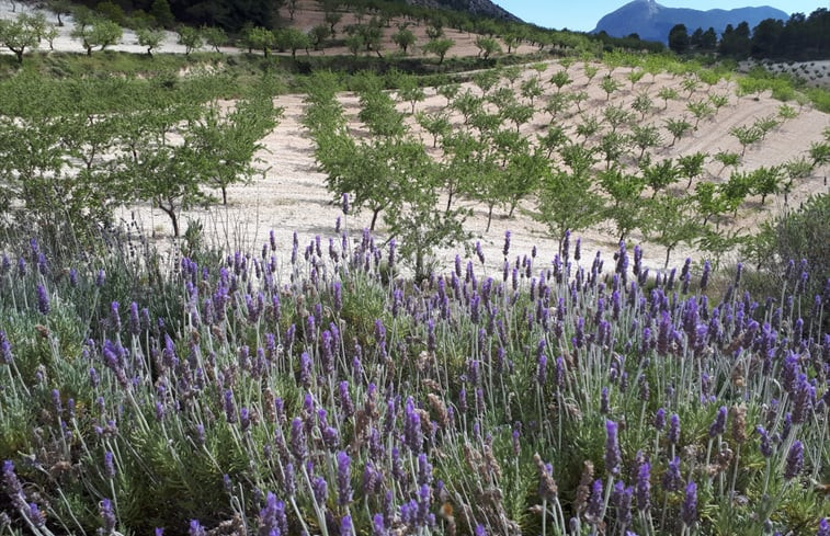 Natuurhuisje in Vélez-Blanco