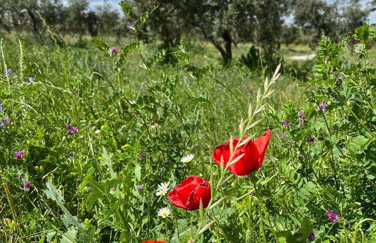 Natuurhuisje in Amareleja