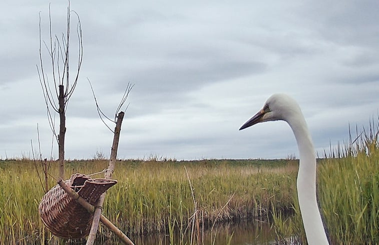 Natuurhuisje in Burgerbrug - Groet - Petten