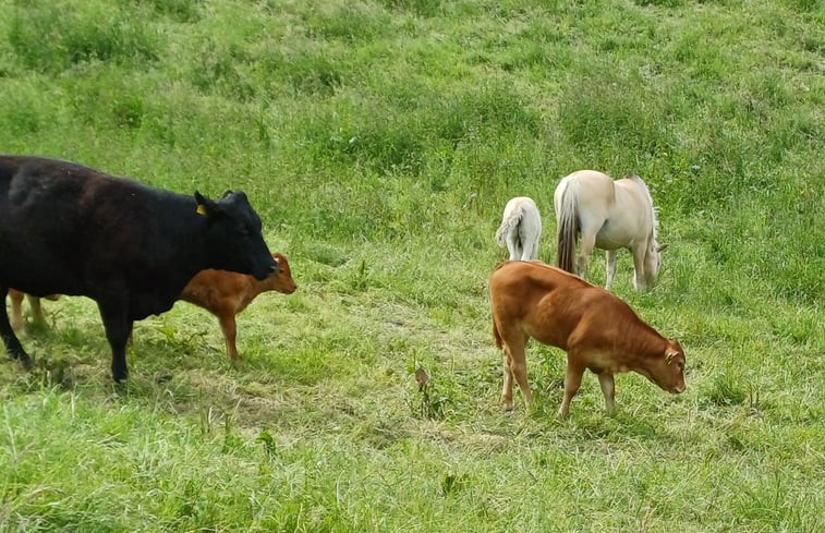 Natuurhuisje in Reichelsheim