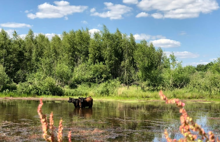 Natuurhuisje in Swolgen