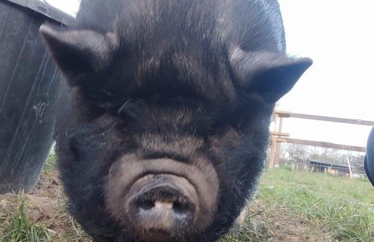 Natuurhuisje in Smeerebbe Vloerzegem