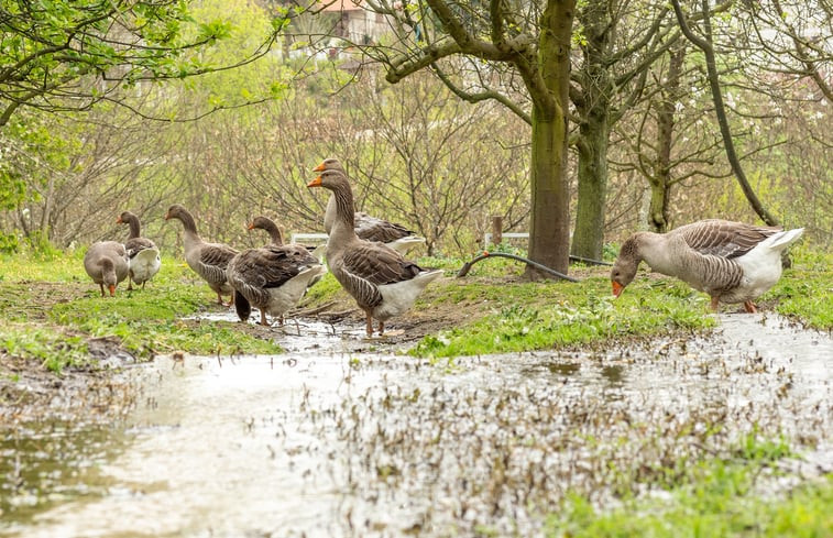 Natuurhuisje in Celorico de Basto