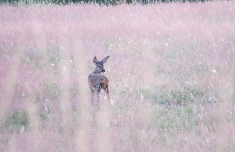 Natuurhuisje in Vorden