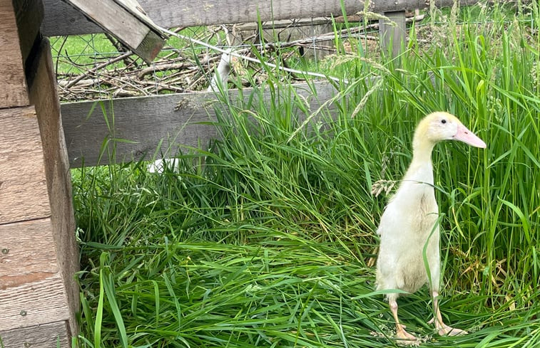 Natuurhuisje in Breda