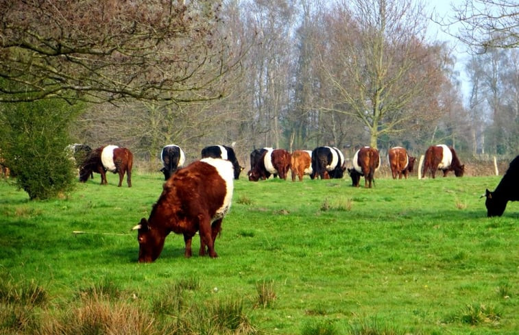 Natuurhuisje in Onstwedde