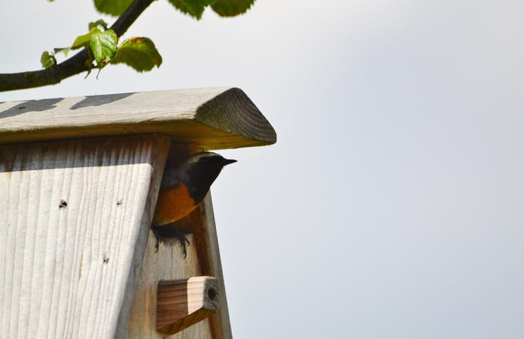 Natuurhuisje in Grashoek