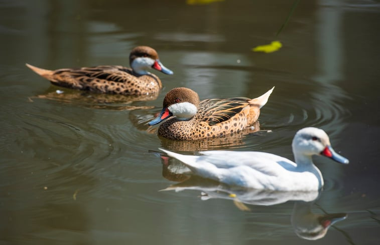 Natuurhuisje in Terwolde