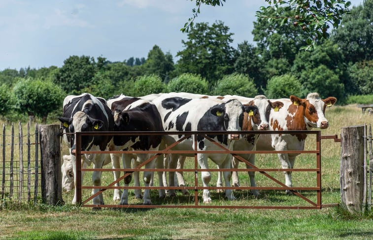 Natuurhuisje in Oeffelt