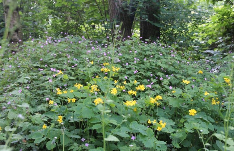 Natuurhuisje in Oldeholtpade