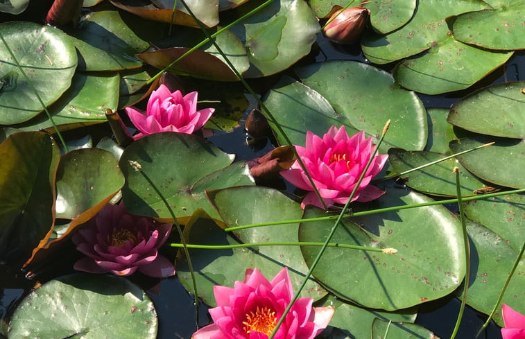 Natuurhuisje in Putten