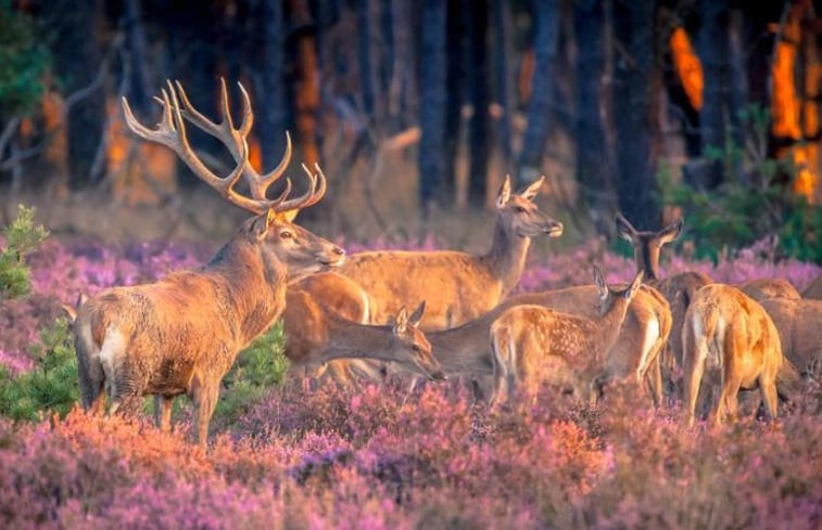 Natuurhuisje in Putten