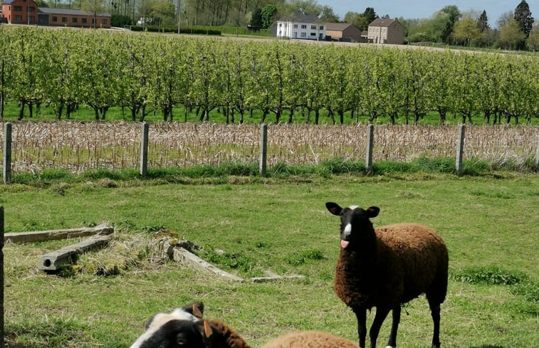 Natuurhuisje in Hoeselt