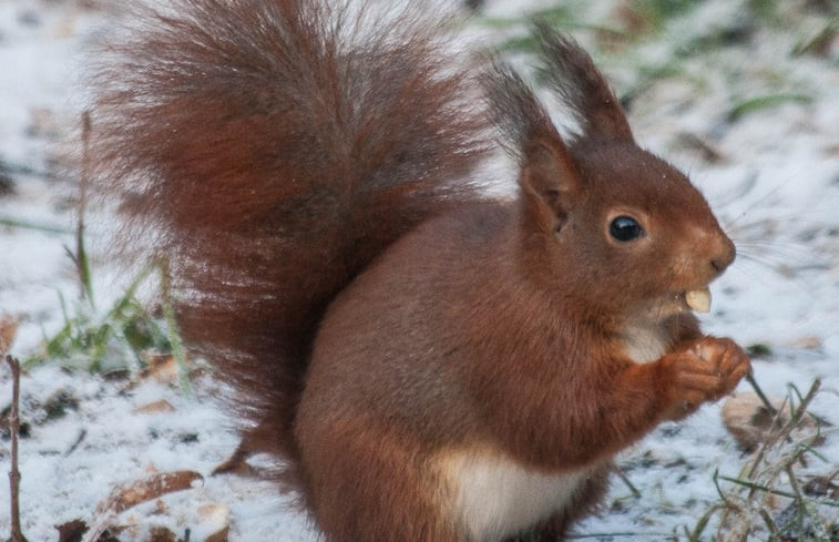 Natuurhuisje in Bennekom Ede Veluwe