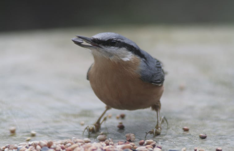 Natuurhuisje in Dalfsen