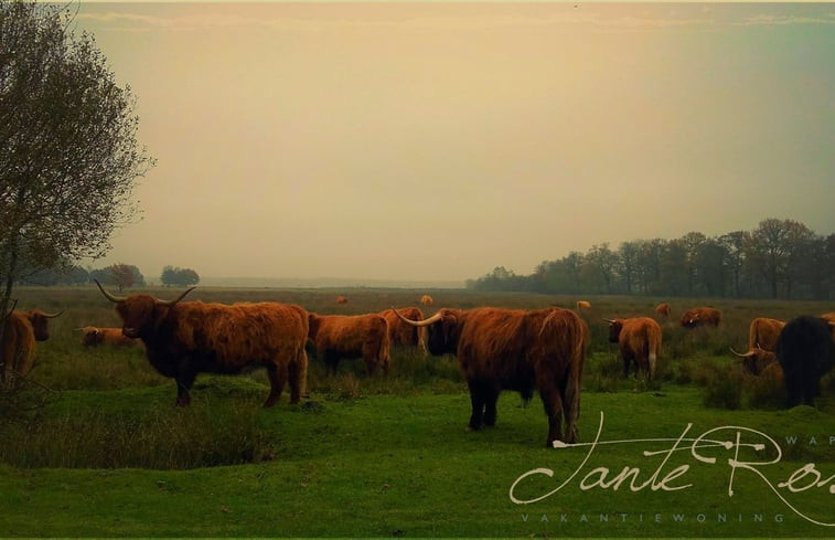 Natuurhuisje in Wapse