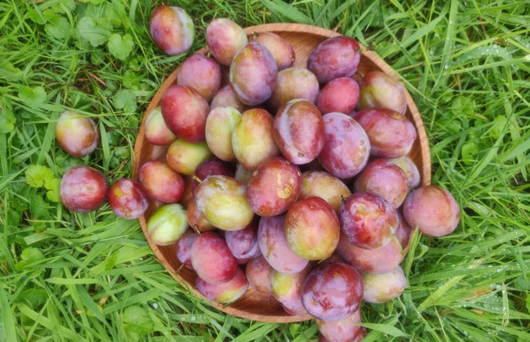 Natuurhuisje in Vries