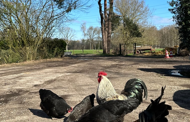 Natuurhuisje in Putten