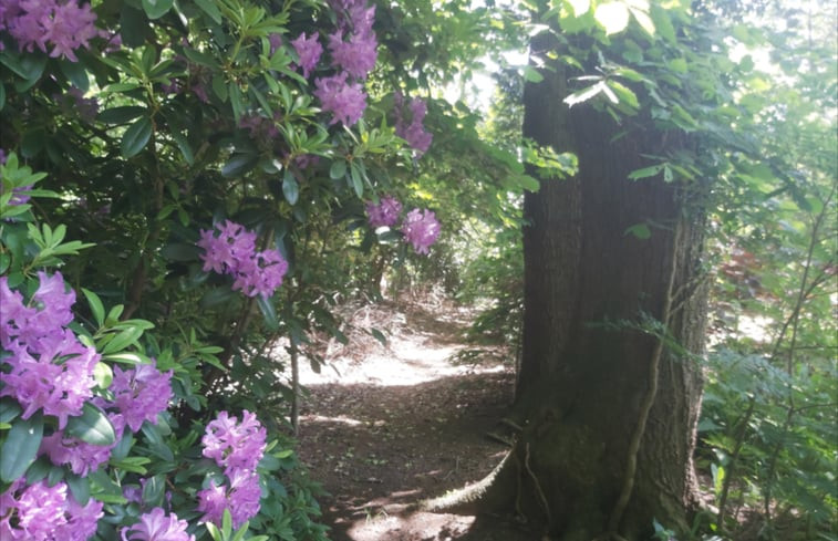 Natuurhuisje in Wijster