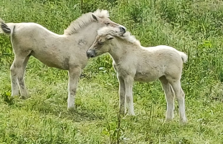 Natuurhuisje in Reichelsheim