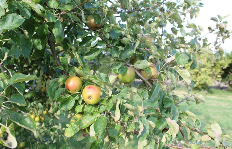 Natuurhuisje in Lewedorp