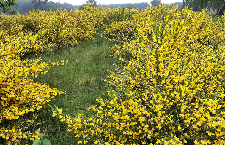 Natuurhuisje in Zuidlaren