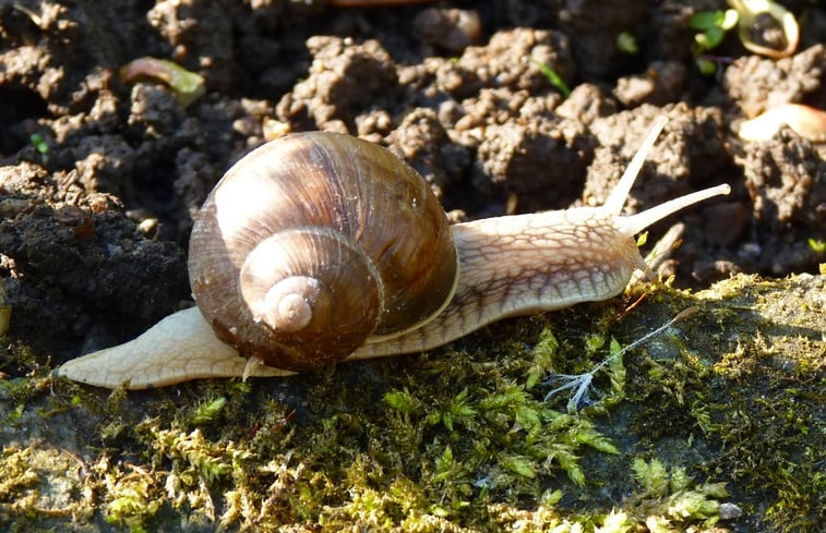 Natuurhuisje in Hinterhermsdorf