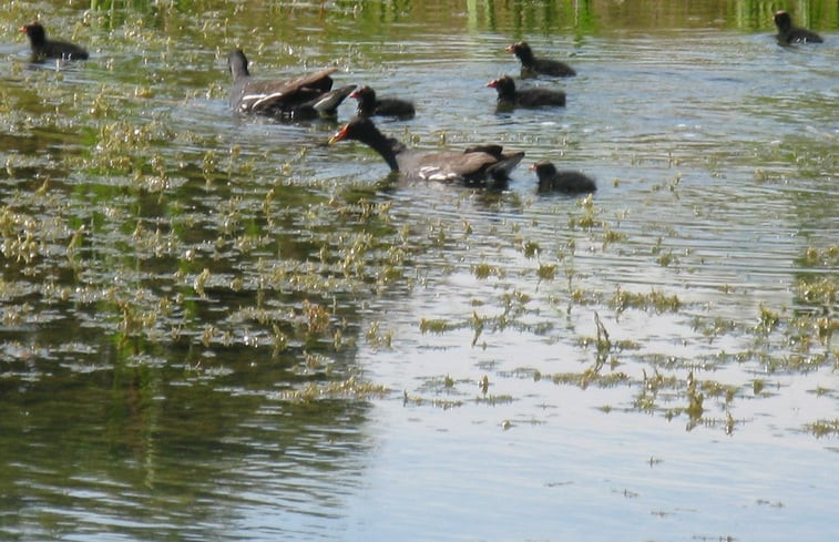 Natuurhuisje in Eext