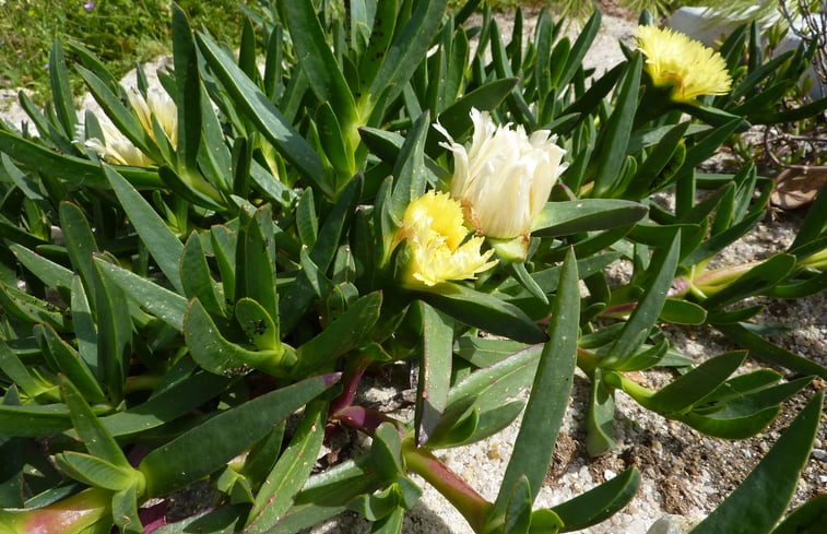 Natuurhuisje in Lagares da Breira