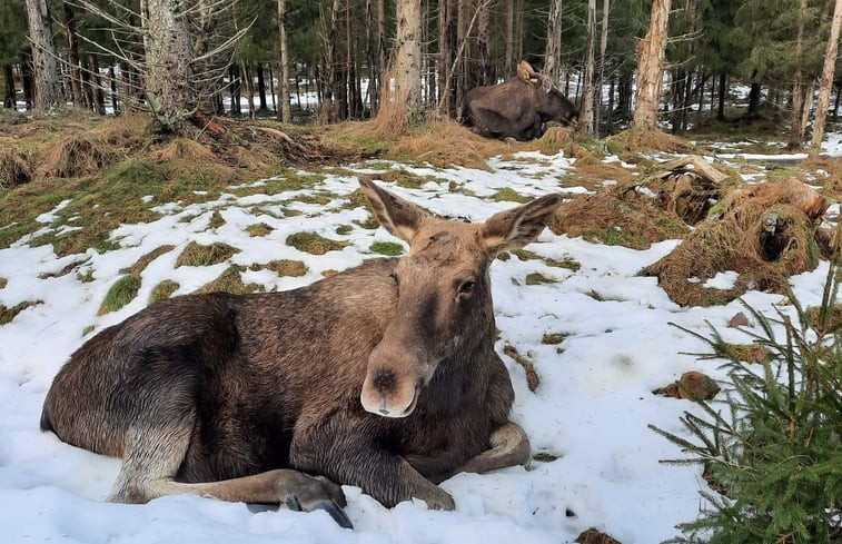 Natuurhuisje in Hå, Hamneda