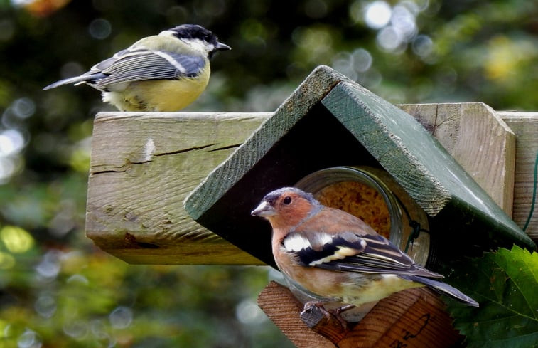 Natuurhuisje in Doldersum