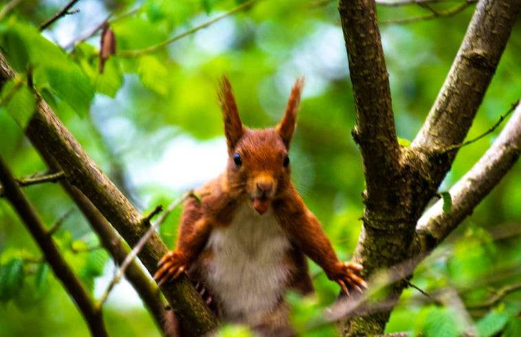 Natuurhuisje in Baarn