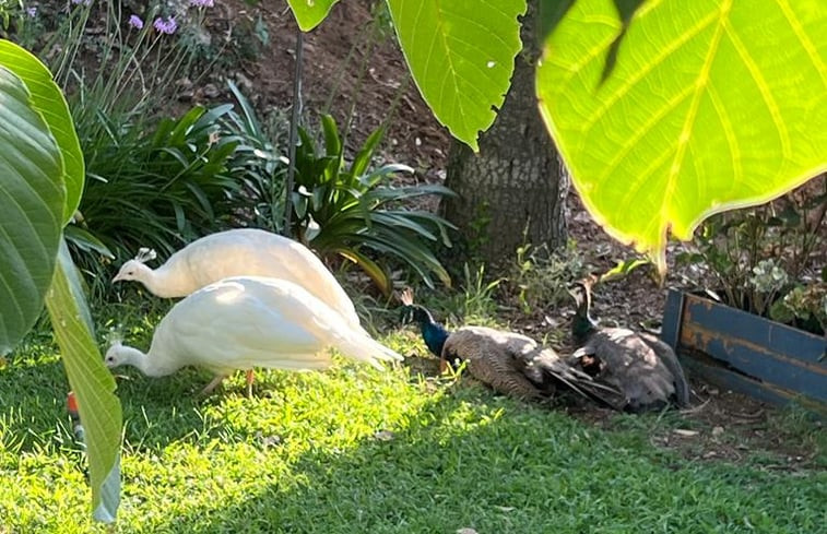 Natuurhuisje in Fabrica Di Roma