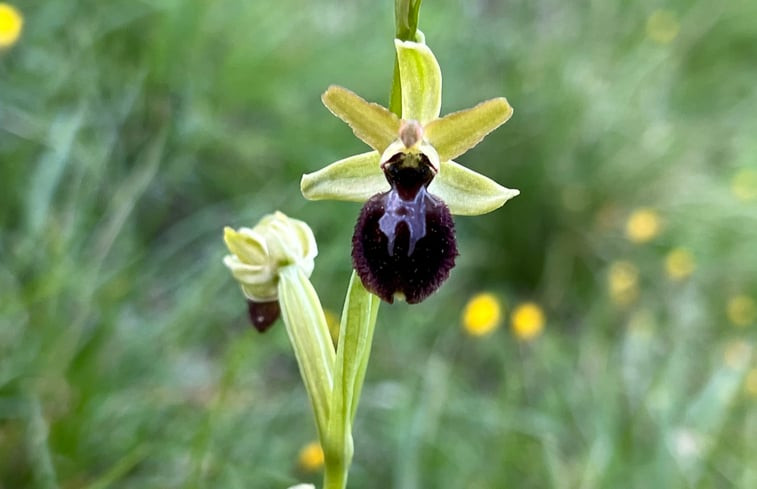 Natuurhuisje in Domaine de Ventajou