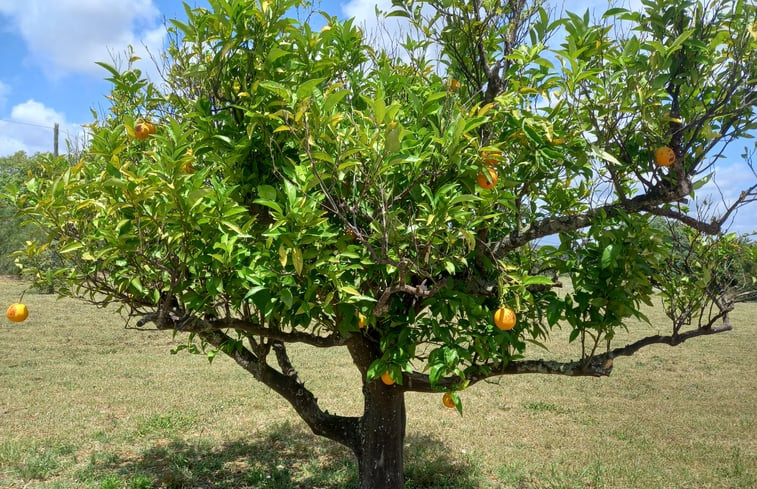 Natuurhuisje in Moncarapacho